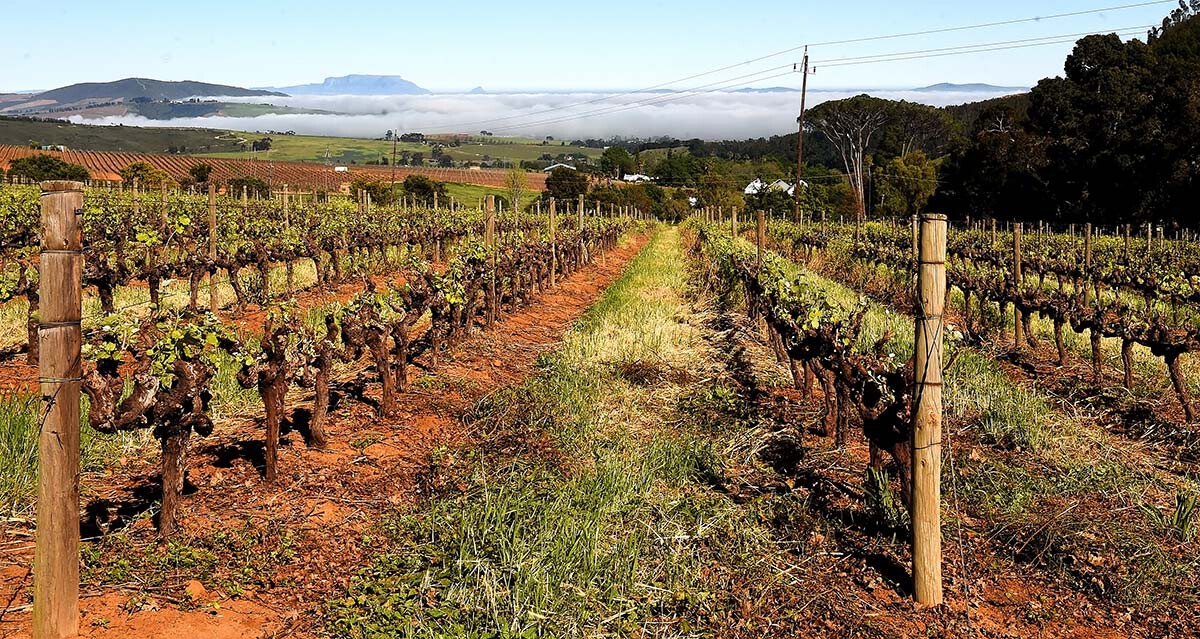 Ntsiki-Biyela-2659.jpg