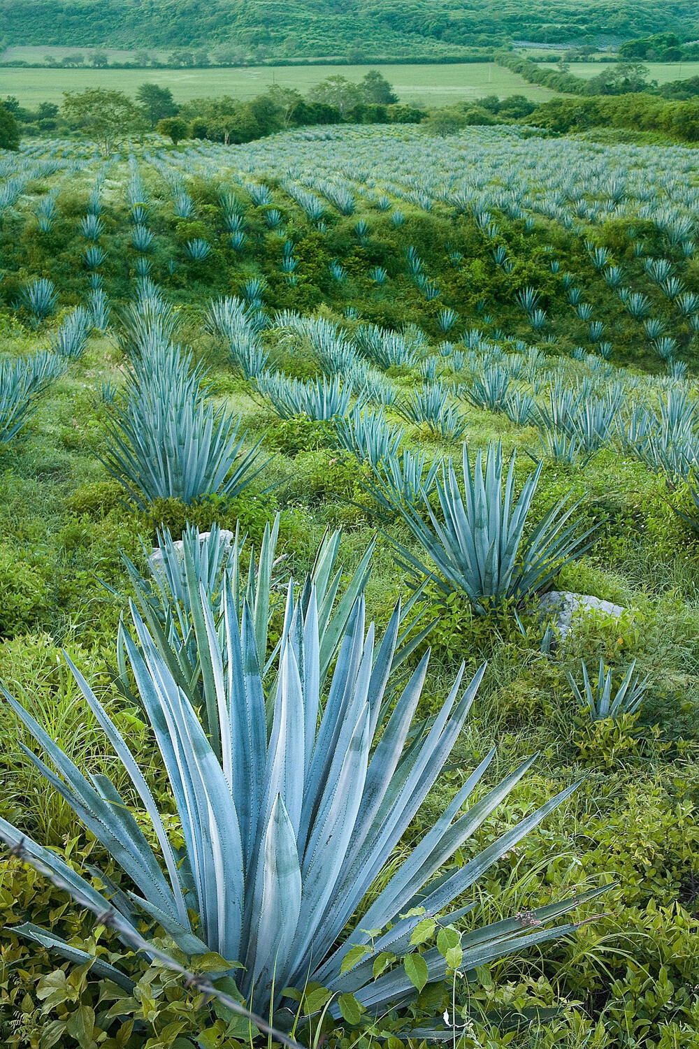 blue-agave_image